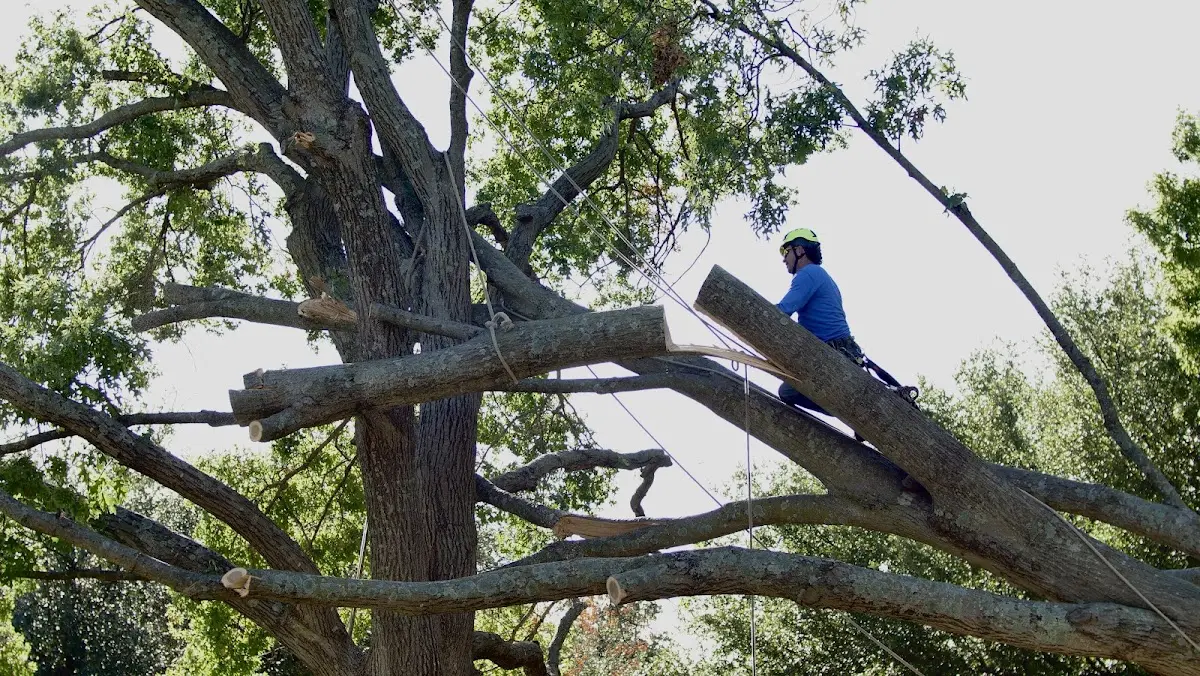 Professional Crown Thinning performed by certified arborists in Campton